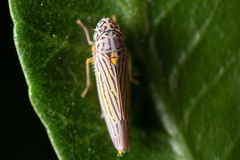 Graphocephala aurora