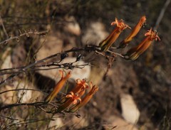 Tylecodon grandiflorus