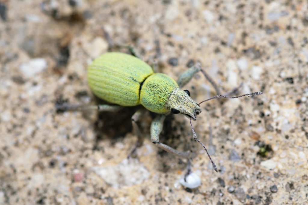 Phacepholis viridis