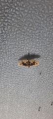 Noctuelia dichroalis