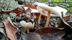 Fungi