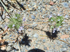 Navarretia tagetina