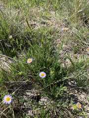 Erigeron decumbens