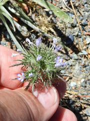 Navarretia tagetina