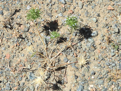 Navarretia tagetina