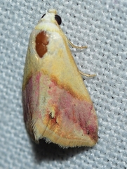 Eublemma cochylioides