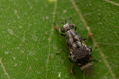 Euryneura