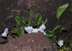 Viola thomasiana