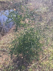 Myricaceae