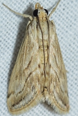 Evergestis desertalis