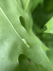 Macrodiplosis qoruca