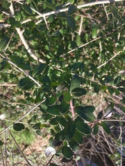 Myricaceae