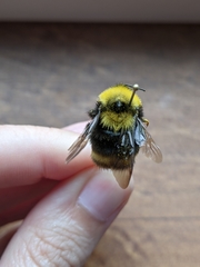 Bombus mckayi