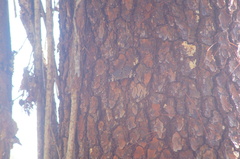 Hamadryas amphinome mazai