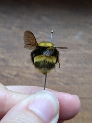 Bombus mckayi