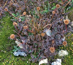 Acaena saccaticupula