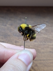 Bombus mckayi