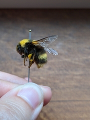 Bombus mckayi