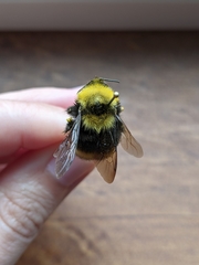 Bombus mckayi