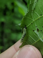 Argyrotaenia juglandana