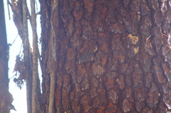 Hamadryas amphinome mazai