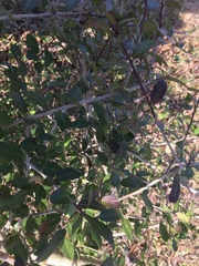 Myricaceae