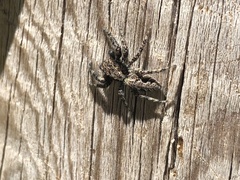 Platycryptus californicus
