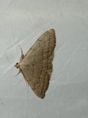 Pechipogo strigilata