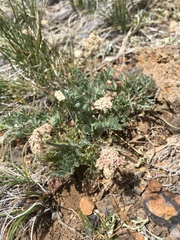 Lomatium orientale