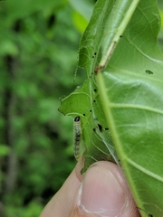Argyrotaenia juglandana