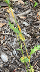 Puccinia lagenophorae