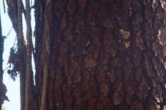 Hamadryas amphinome mazai