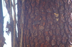 Hamadryas amphinome mazai