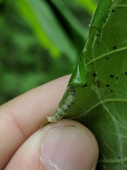 Argyrotaenia juglandana