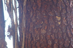 Hamadryas amphinome mazai