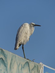 Egretta gularis