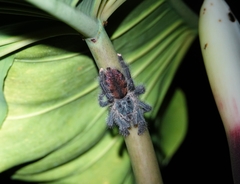 Avicularia avicularia
