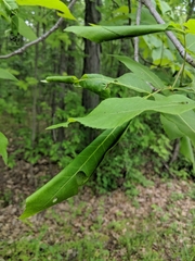 Argyrotaenia juglandana