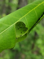 Argyrotaenia juglandana
