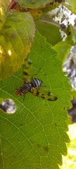 Otites porcus