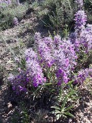 Stachys lavandulifolia