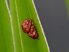 Hemisphaerota palmarum