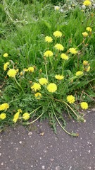Taraxacum officinale