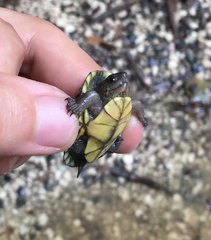 Kinosternon creaseri