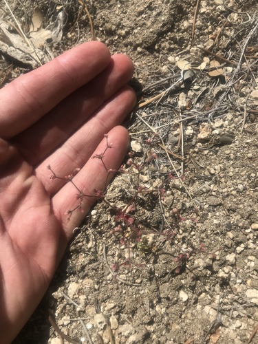 unarmed buckwheat (Eriogonum inerme)