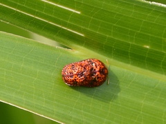 Hemisphaerota palmarum