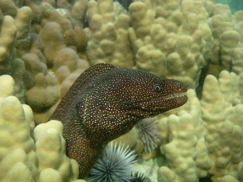 Turkey moray
