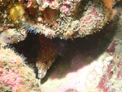 Oxylebius pictus