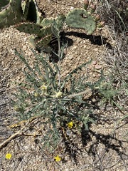 Malacothrix fendleri