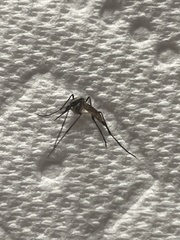 Psorophora longipalpus